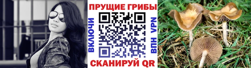 купить  цена  Пятигорск  дарк нет клад  Псилоцибиновые грибы GOLDEN TEACHER 